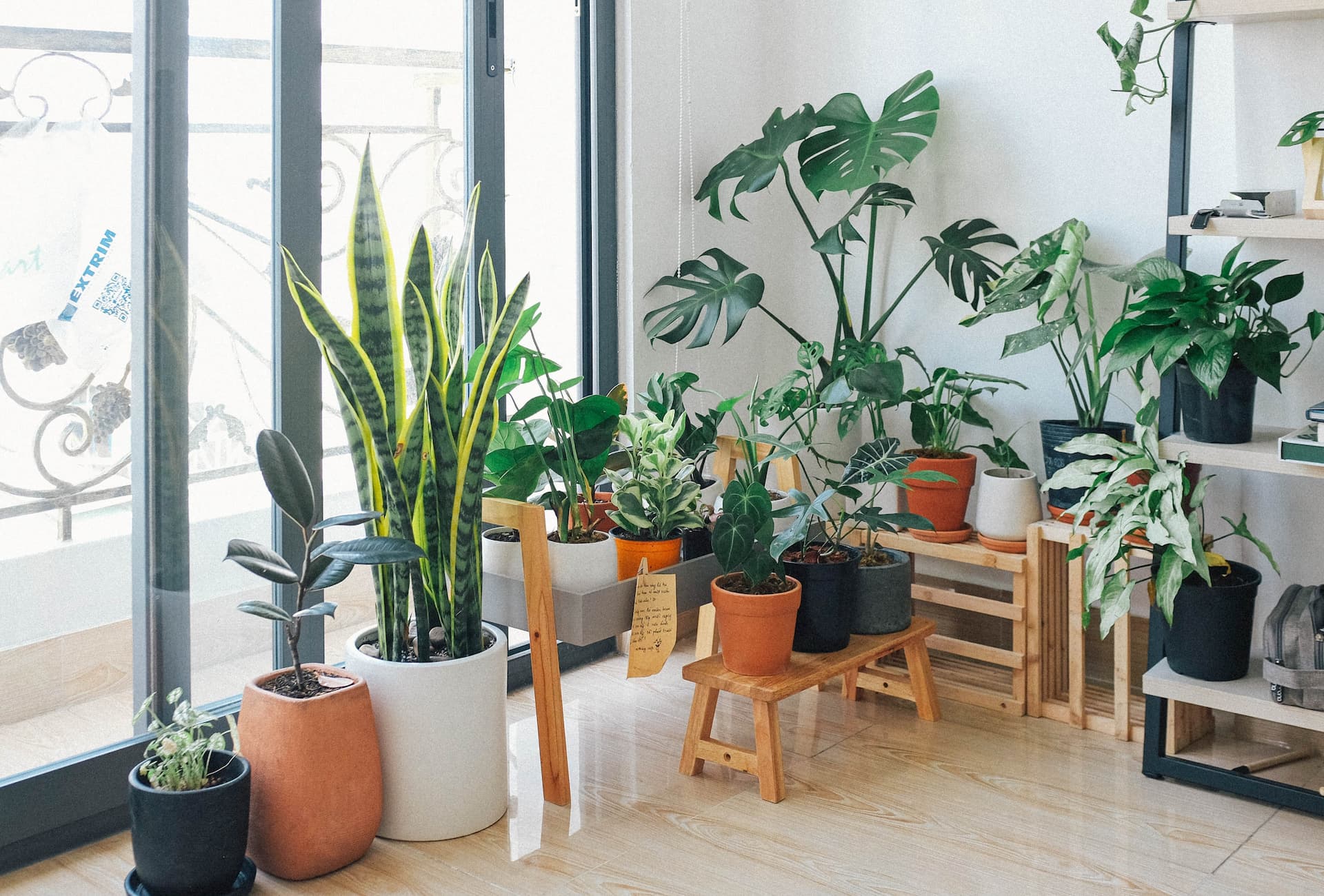 Múltiples plantas decorando una casa